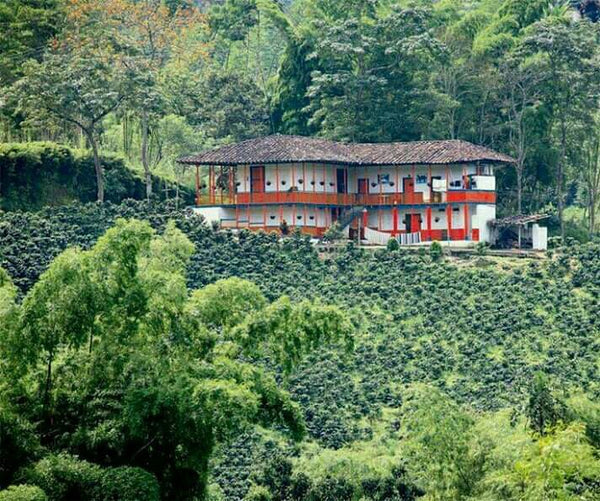 ☕ CAFÉ Y FRUTAS EN LAS MONTAÑAS DE MEDELLÍN 🍊